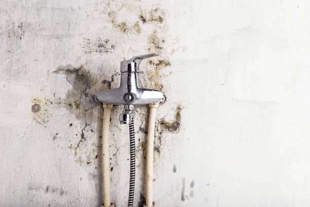 Best Preventive Mold Services in Bar Nunn, WY