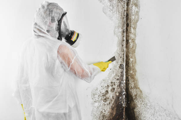 Best Bathroom Mold Remediation in Bar Nunn, WY