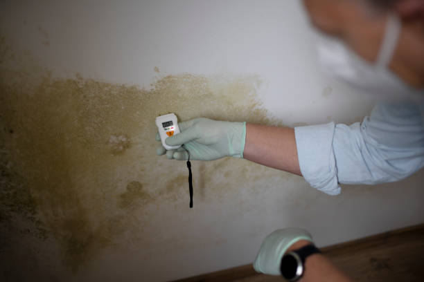 Professional Mold Remediation in Bar Nunn, WY