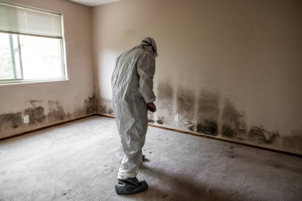 Best DIY Mold Remediation Support Services in Bar Nunn, WY