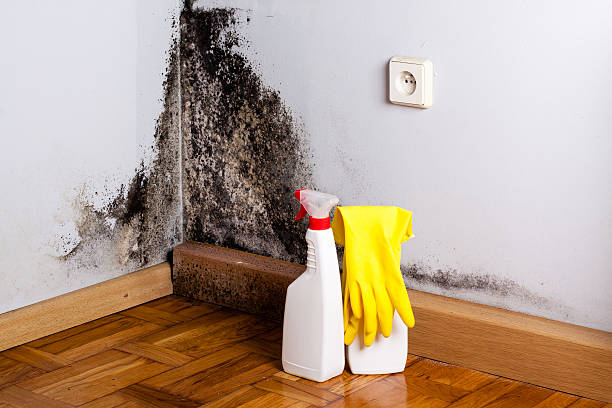 Best Basement Mold Remediation in Bar Nunn, WY