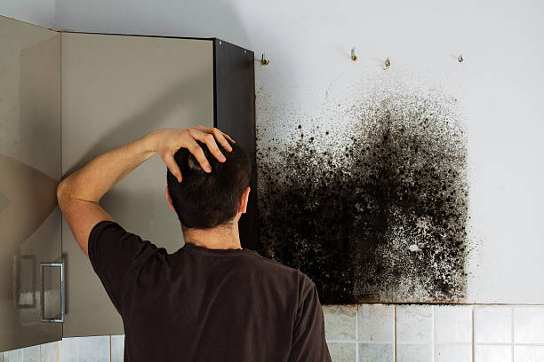 Best Post-Flood Mold Remediation in Bar Nunn, WY