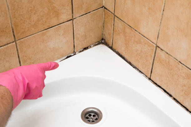Best Crawl Space Mold Remediation in Bar Nunn, WY